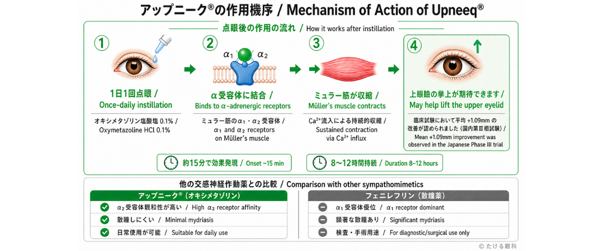 アップニークの作用機序:ミュラー筋への働き