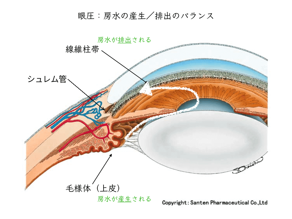 前眼部の断面図。毛様体でつくられた房水が、線維柱帯からシュレム管を通って目の外の血管へ流れる様子を示している(参天製薬提供図にシュレム管の表示を追記)