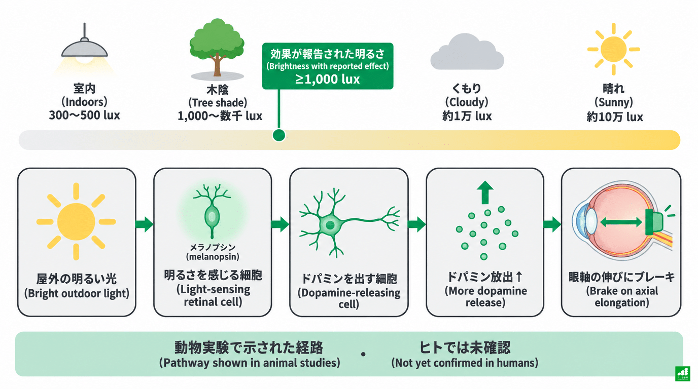 Schematic of the pathway in which bright outdoor light brakes axial elongation via brightness-sensing cells and dopamine-releasing cells (pathway shown in animal experiments, not yet confirmed in humans)