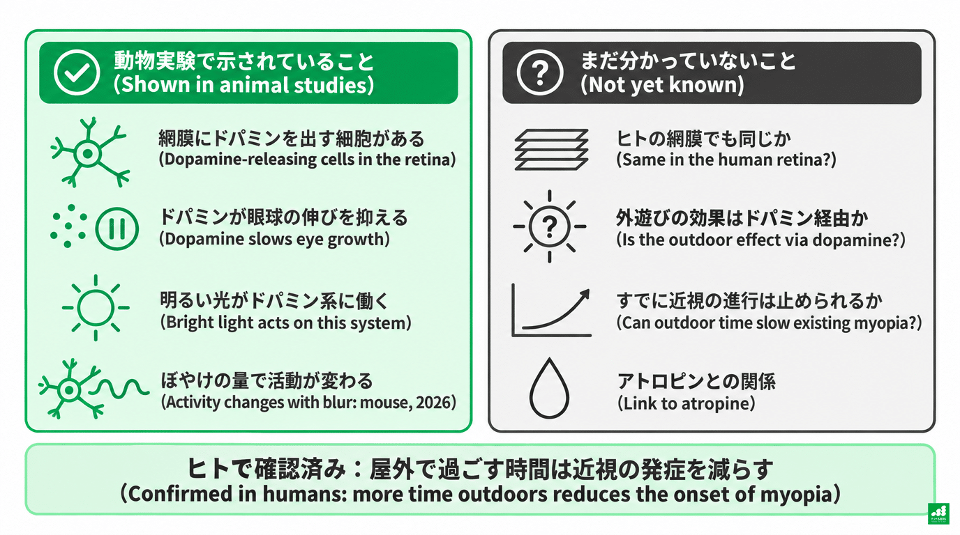 Diagram sorting what animal experiments have shown from what is not yet known. What is confirmed in humans is that time spent outdoors reduces the onset of myopia